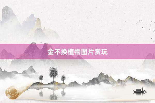 金不换植物图片赏玩